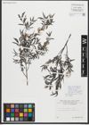 Foto von Salix repens subsp. rosmarinifolia (L.) Andersson